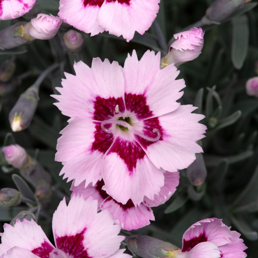 Dianthus Mountain Frost Ruby Snow