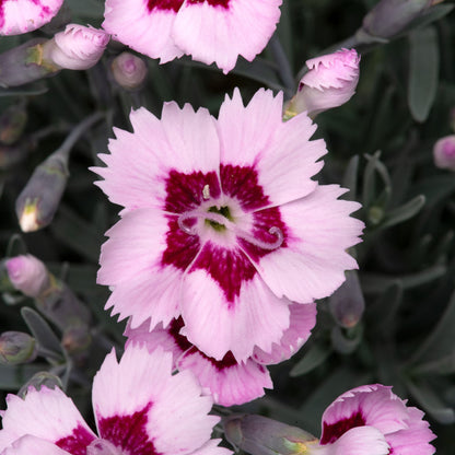 Dianthus Mountain Frost Ruby Snow