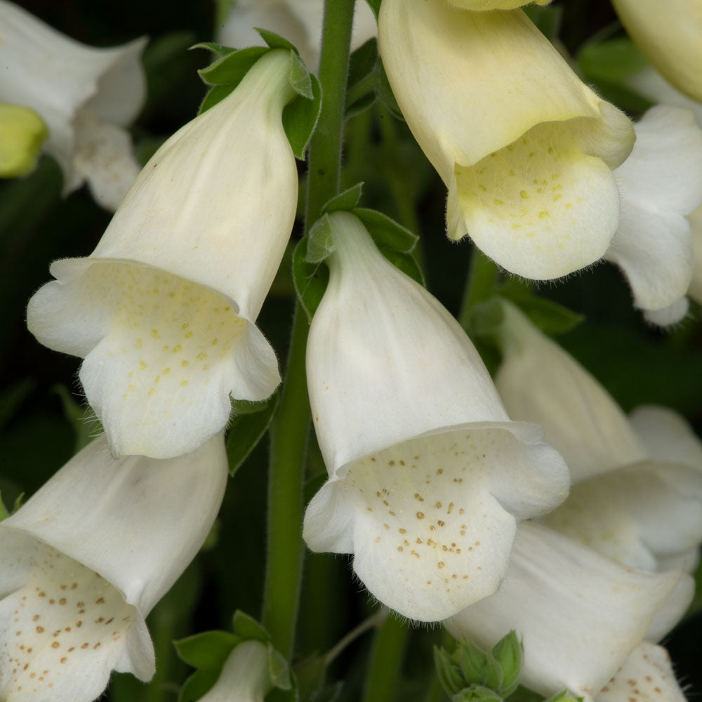 Digitalis 'Hanabee White'