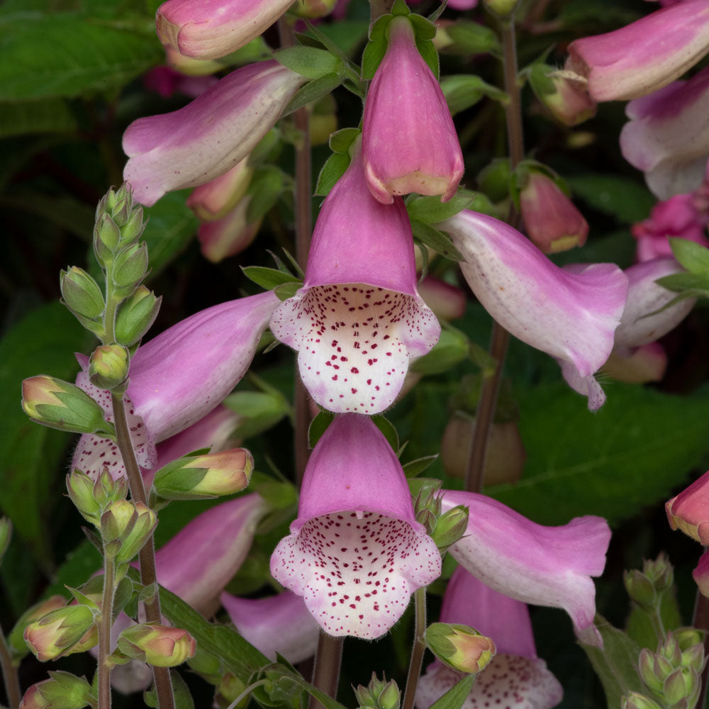 Digitalis 'Hanabee Pink'
