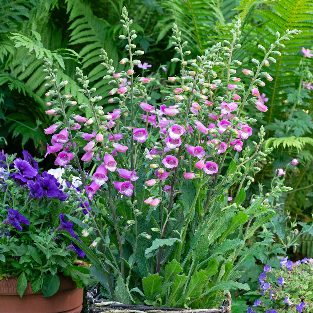 Digitalis