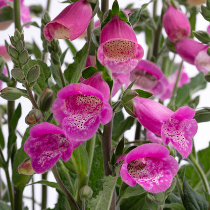 Digitalis 'Hanabee Deep Rose'