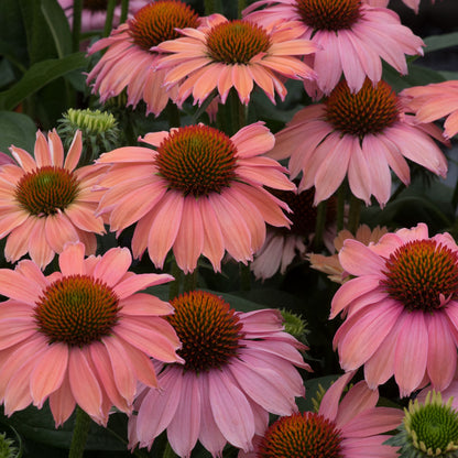 Echinacea Mooodz Motivation