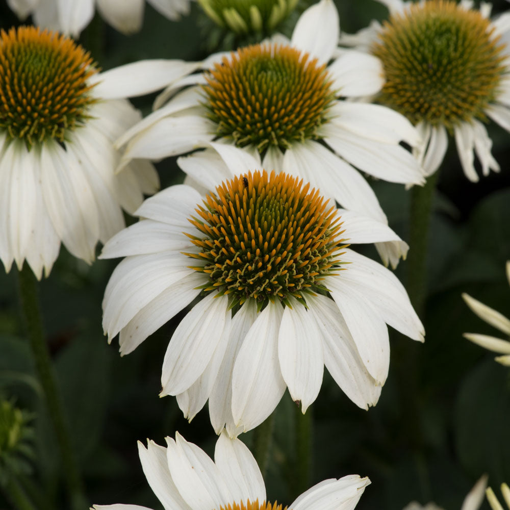 Echinacea Mooodz Glory