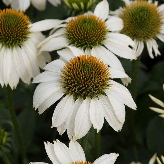 Echinacea Mooodz Glory