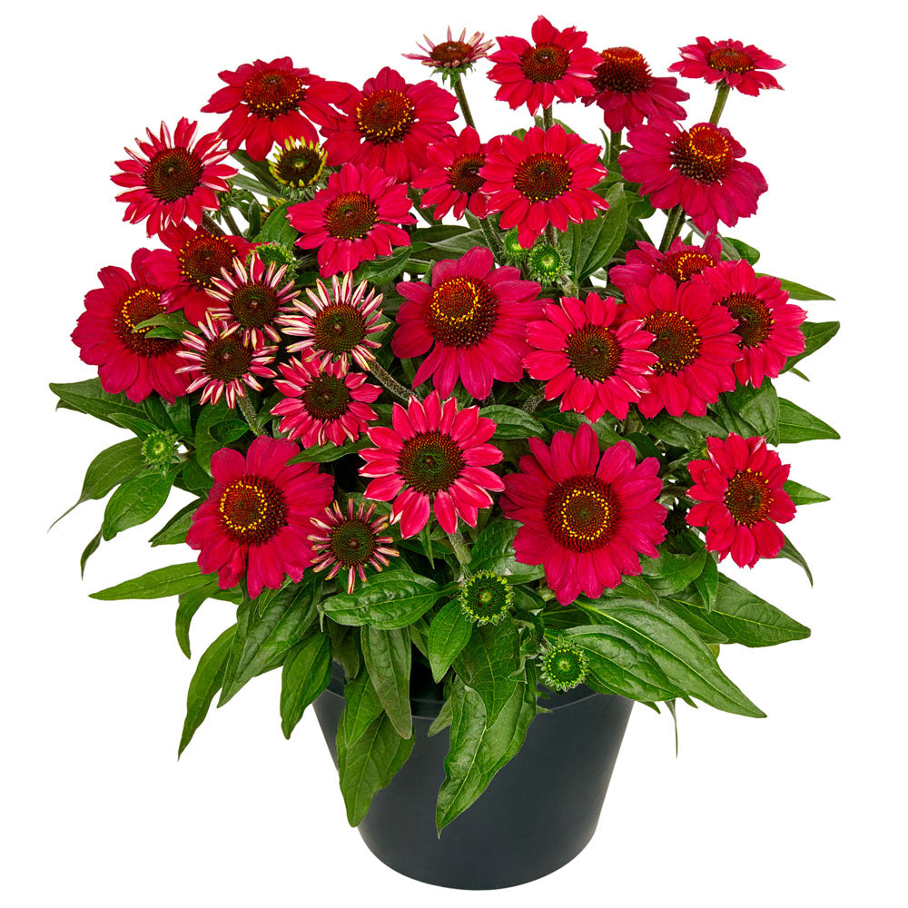 Echinacea Mooodz Flirty