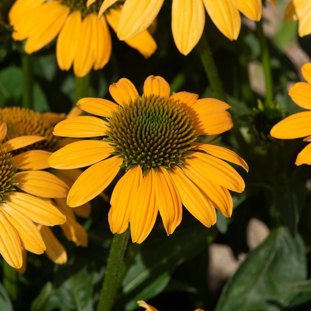 Echinacea 'Lakota Yellow'