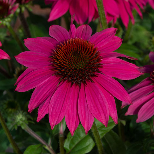 Echinacea 'Lakota Rose'