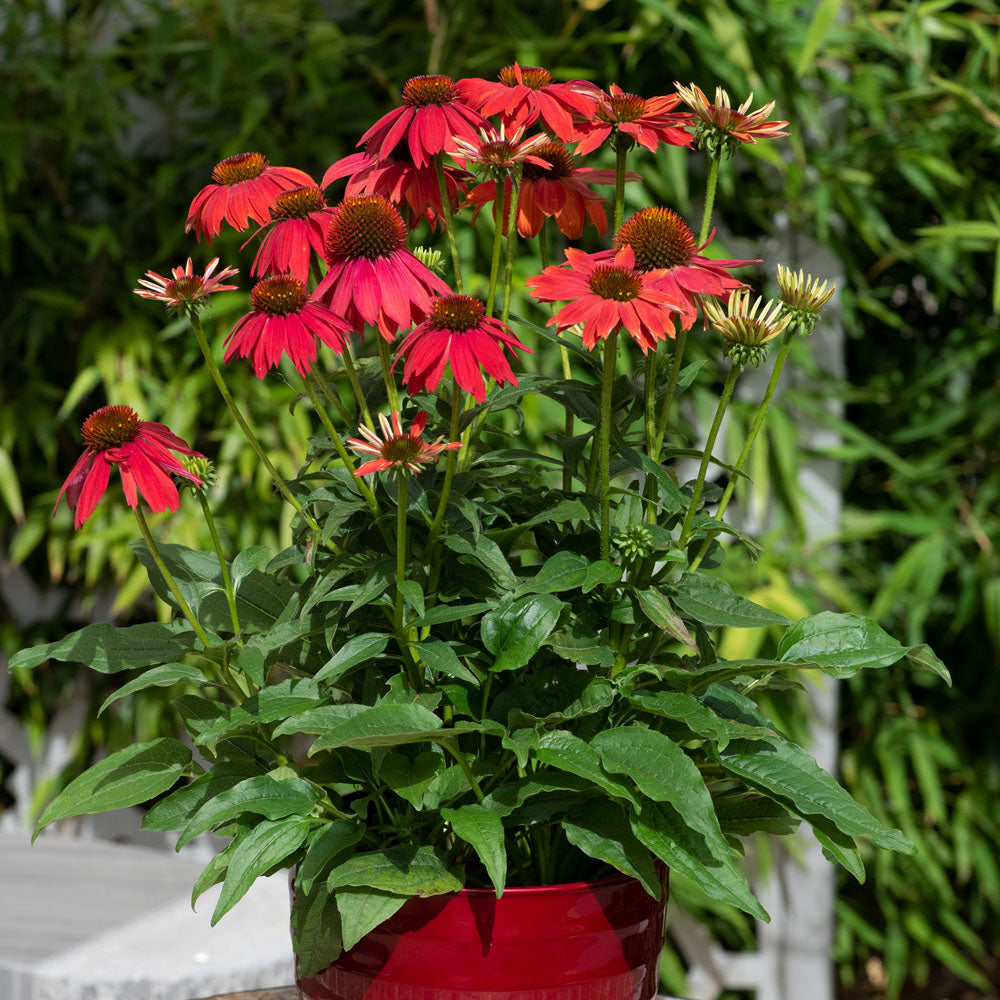Echinacea 'Lakota Red'