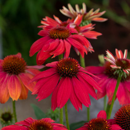 Echinacea 'Lakota Red'