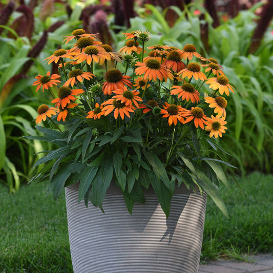 Echinacea 'Lakota Orange'