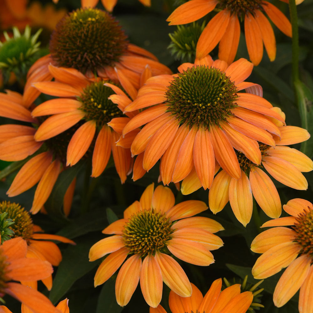 Echinacea 'Lakota Orange'