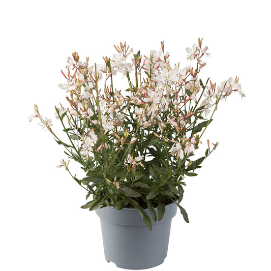 Gaura (Oenothera) Gaudi Compact White