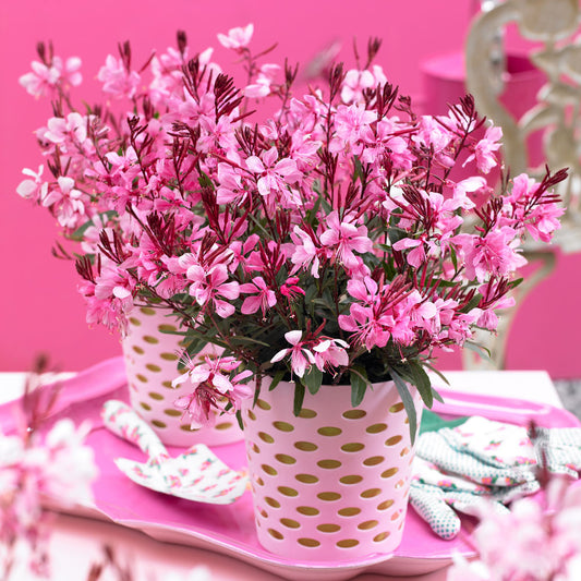 Gaura (Oenothera) Gaudi Compact Rose