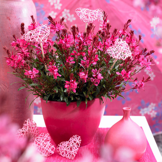 Gaura (Oenothera) Gaudi Compact Red