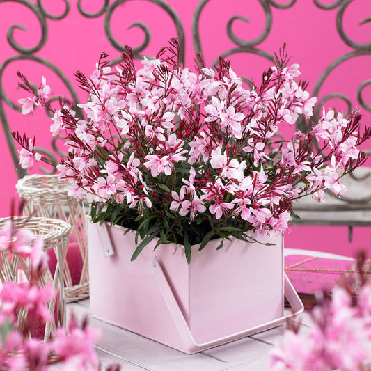 Gaura (Oenothera) Gaudi Compact Pink