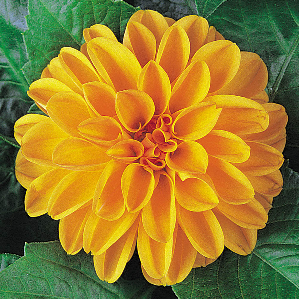 Dahlia Dahlietta Linda