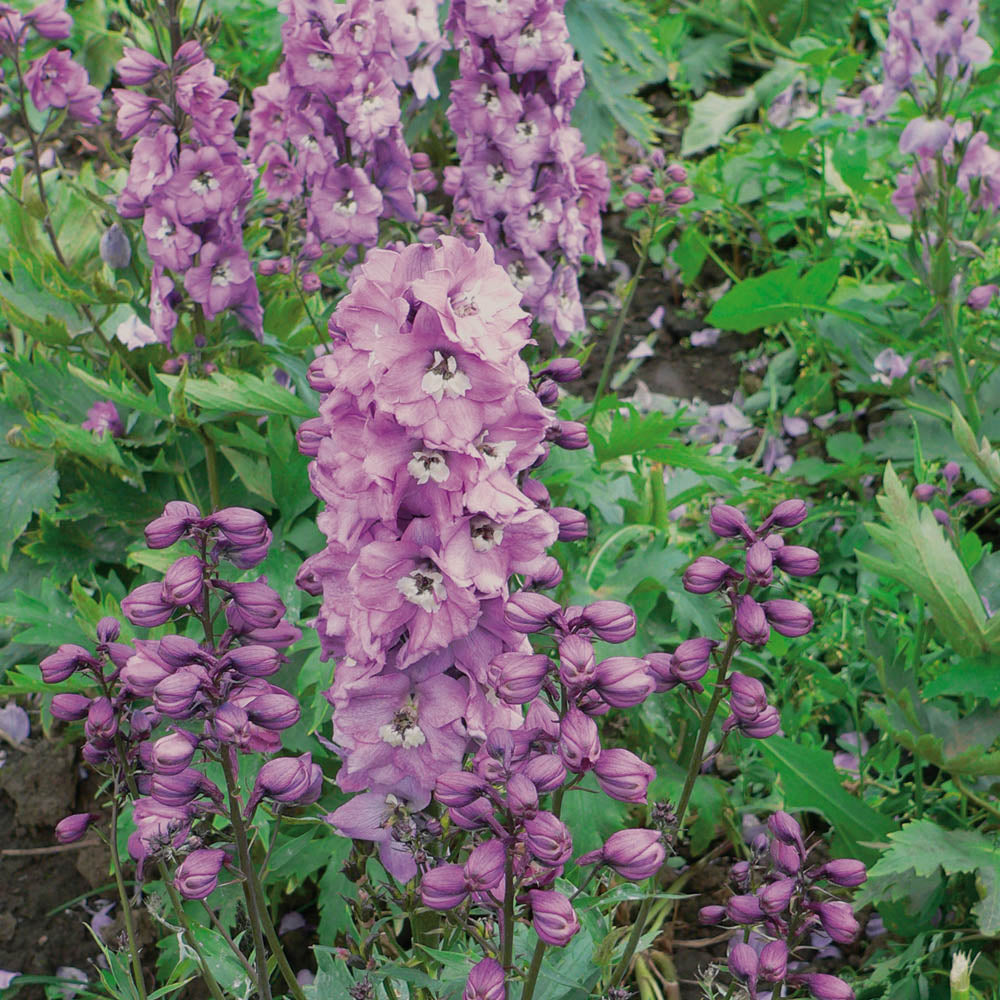 Delphinium Magic Fountain Deep Rose With White Bee