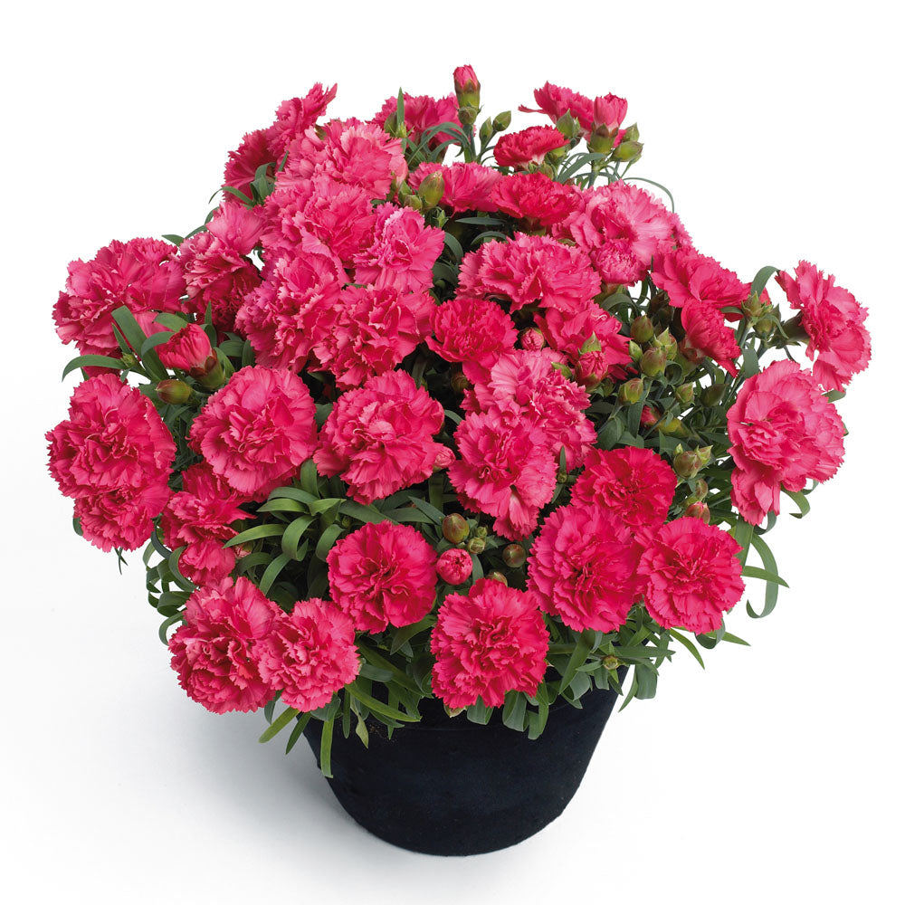 Dianthus Sunflor Allura