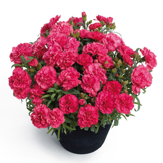 Dianthus Sunflor Allura