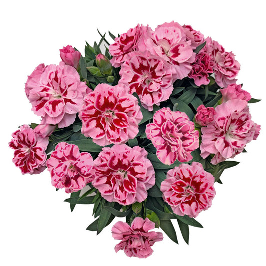 Dianthus Oscar Pink Heart