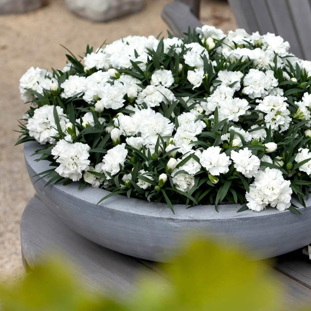 Dianthus Sunflor Cosmos White