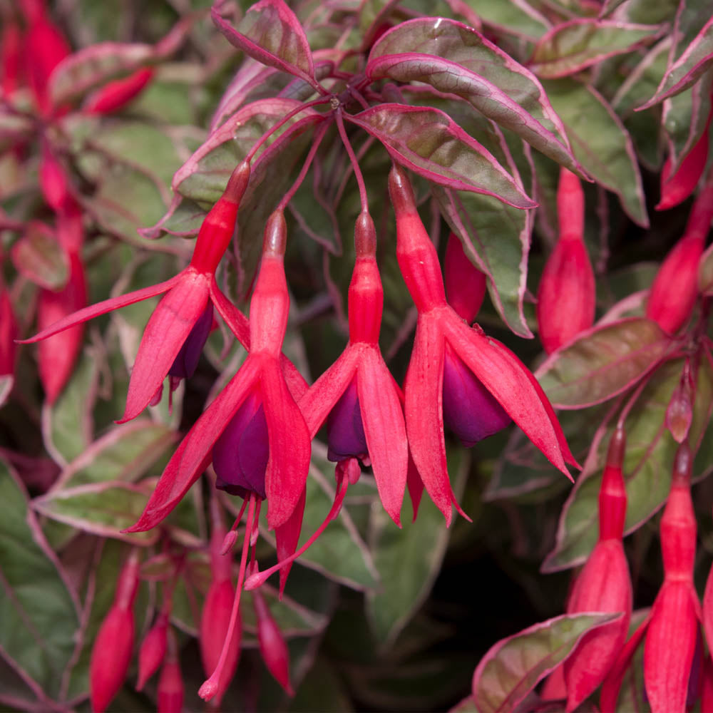 Fuchsia 'Tom West'