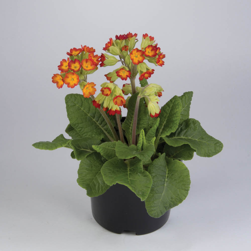 Primula veris Orange Yellow