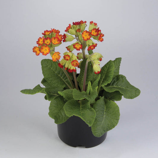 Primula veris Orange Yellow