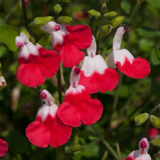 Salvia 'Hot Lips'