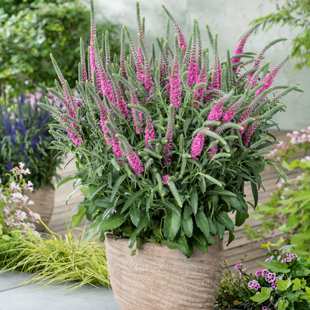 Veronica Anniversary Rose