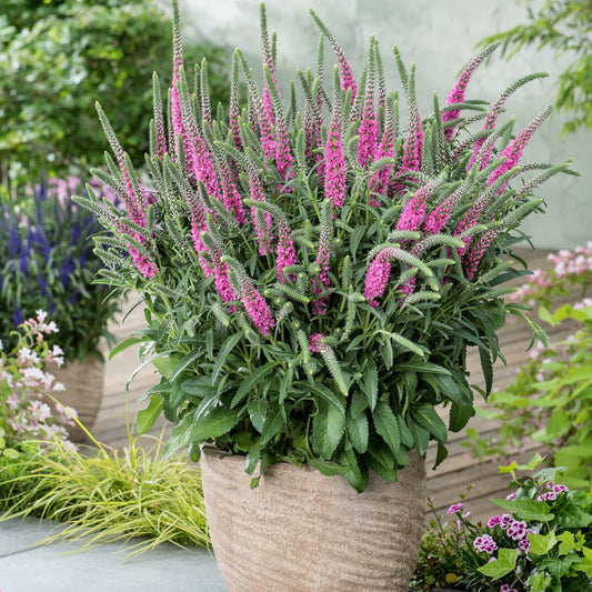 Veronica Anniversary Rose