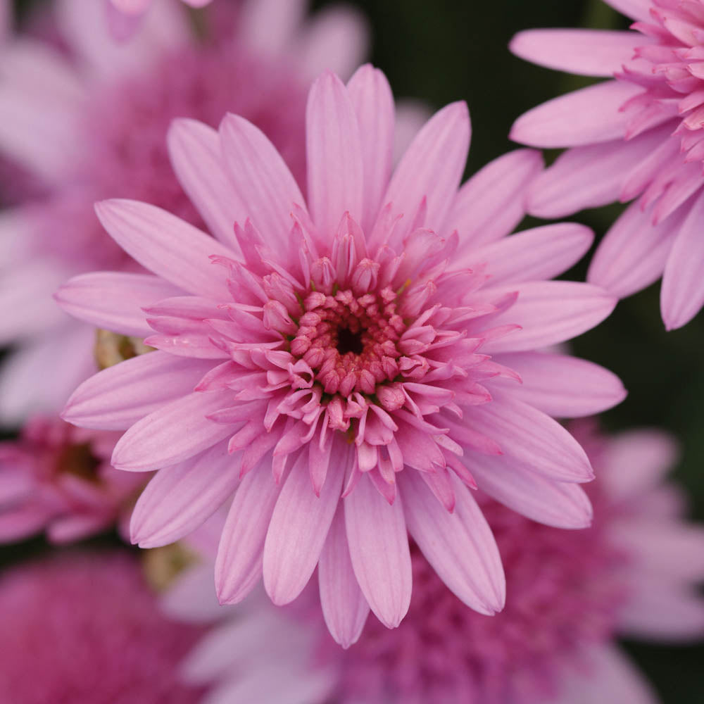 Argyranthemum Madeira Crested Pink