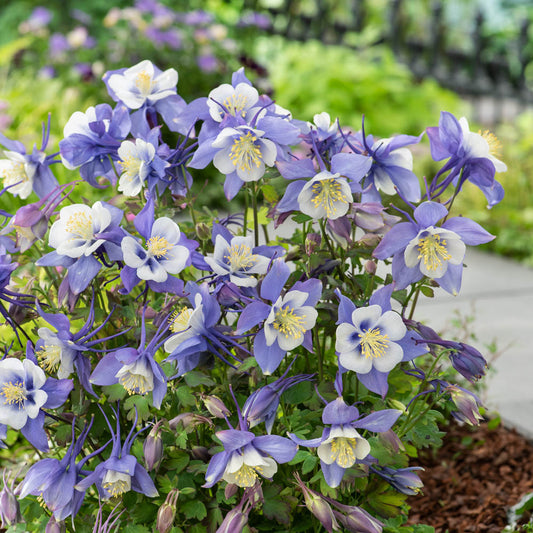 Aquilegia Earlybird Blue White