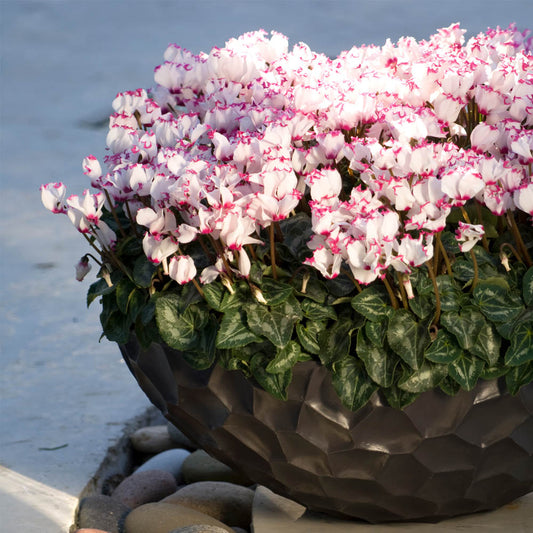 Cyclamen Metis Victoria