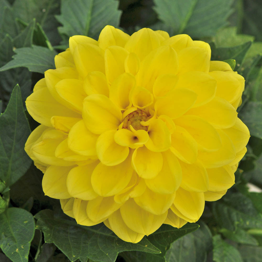 Dahlia Dahlietta Julia