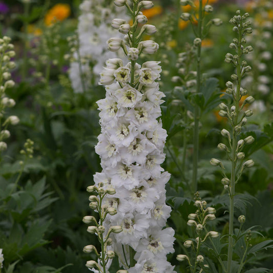 Delphinium Magic Fountain Pure White
