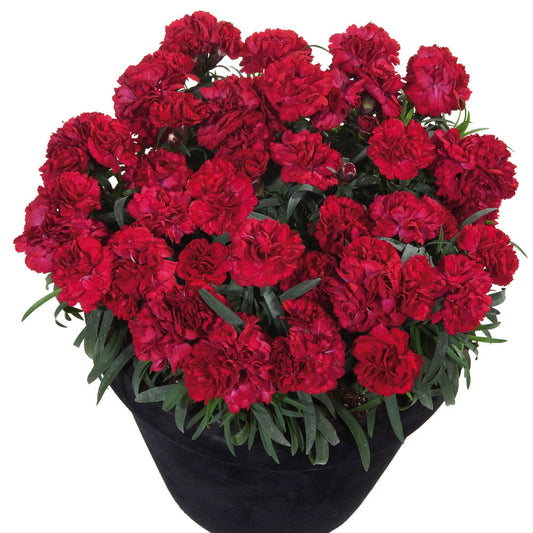 Dianthus Sunflor Dynamite