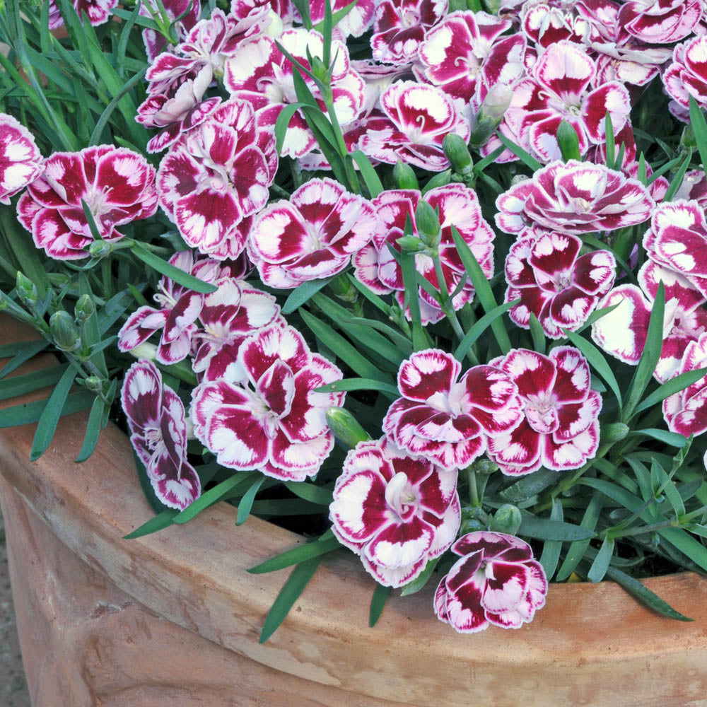 Dianthus Sunflor Charmy