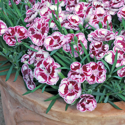 Dianthus Sunflor Charmy