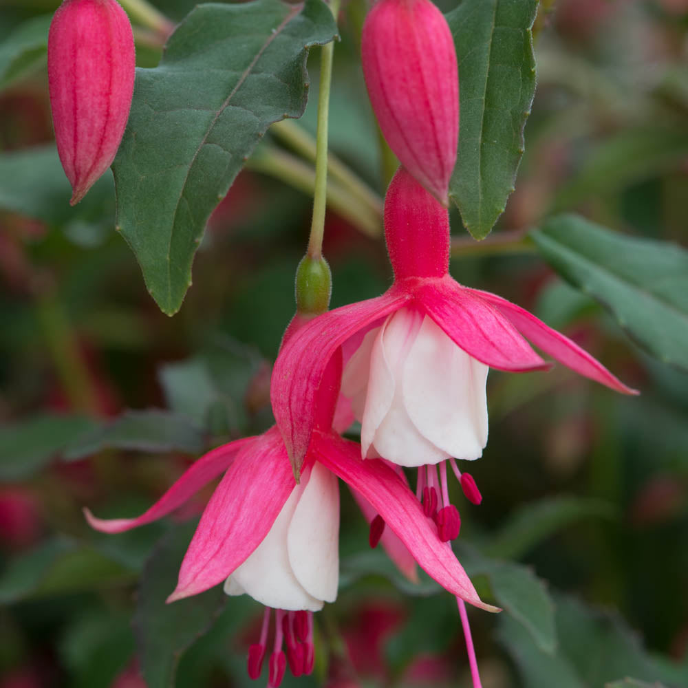 Fuchsia 'Alice Hoffman'