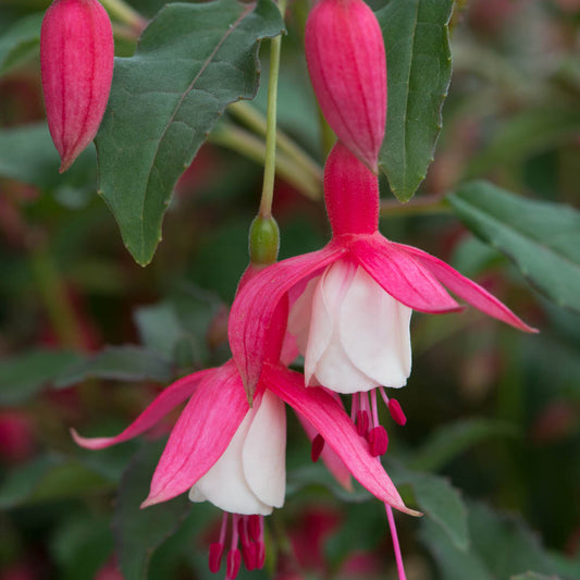 Fuchsia 'Alice Hoffman'