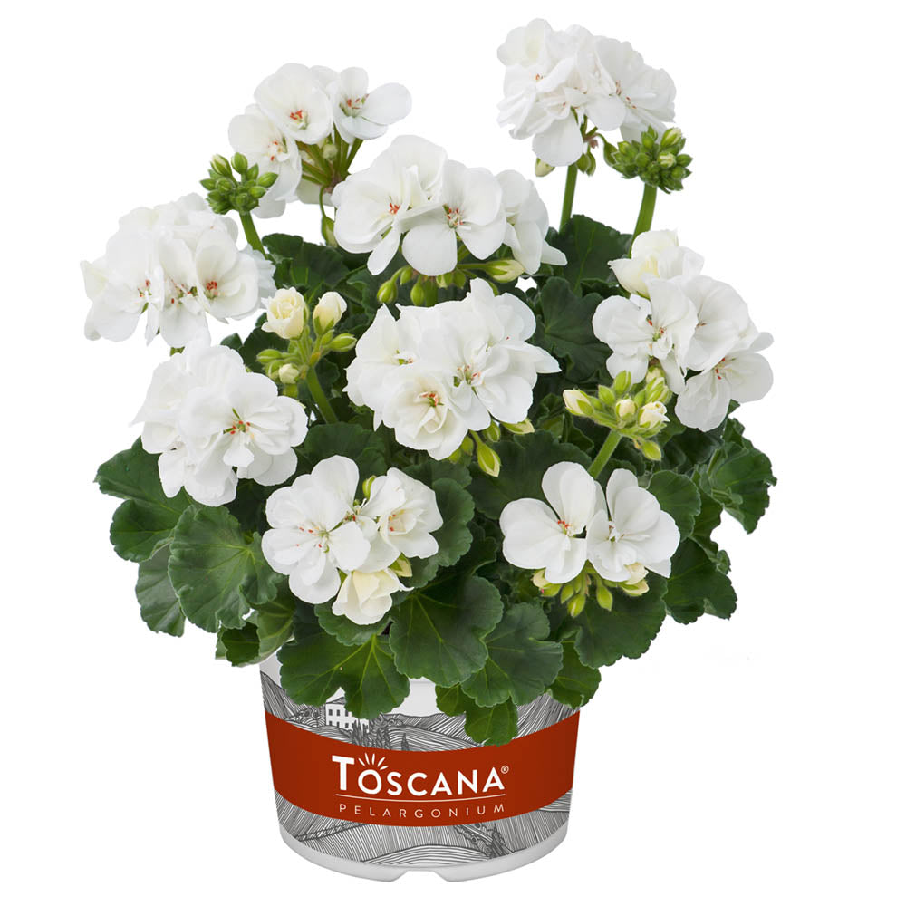 Geranium Zonale Lasse White