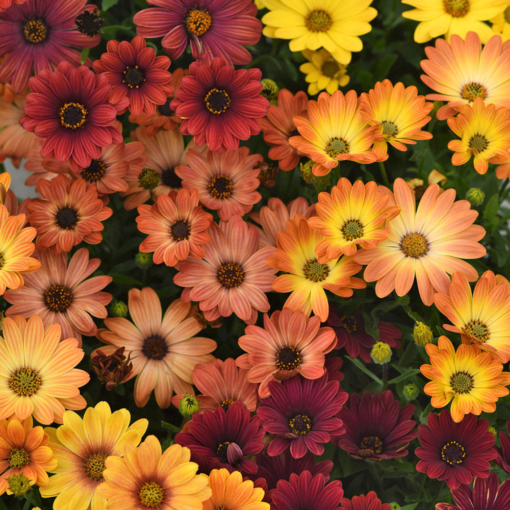Osteospermum Akila Sunset Shades