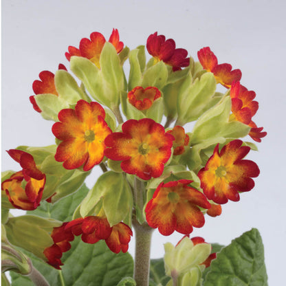 Primula veris Orange Yellow