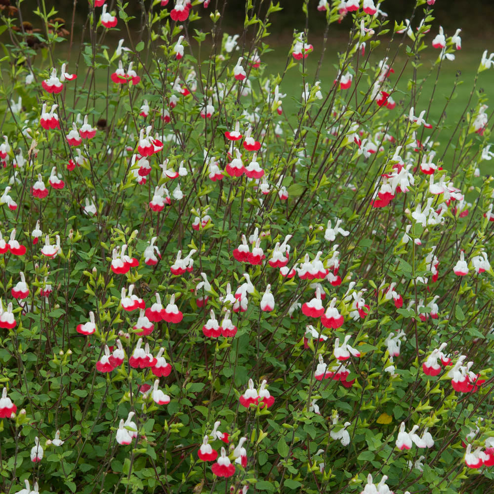 Salvia 'Hot Lips'