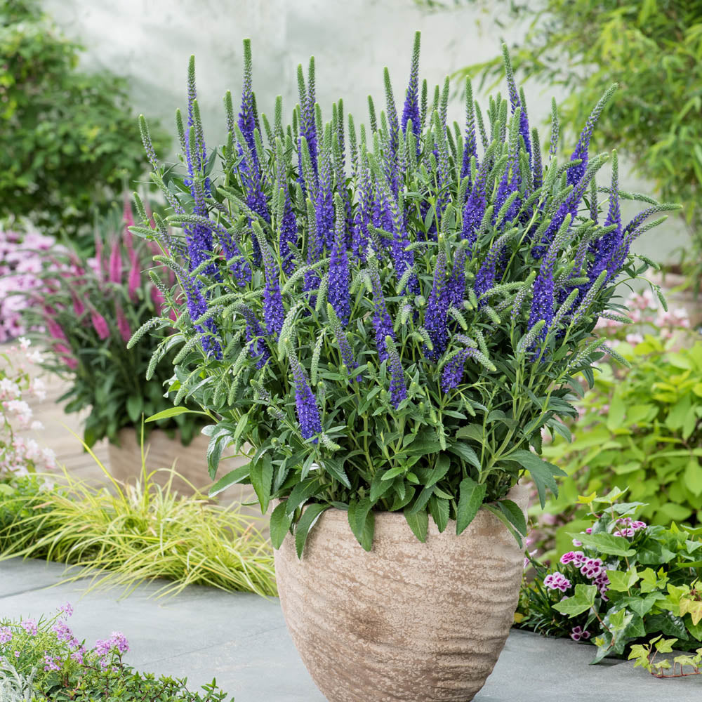 Veronica Anniversary Blue