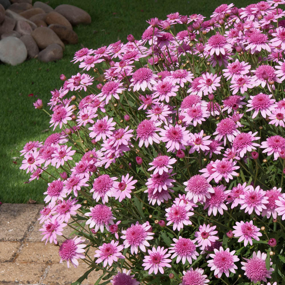 Argyranthemum Madeira Crested Pink