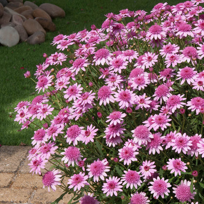 Argyranthemum Madeira Crested Pink