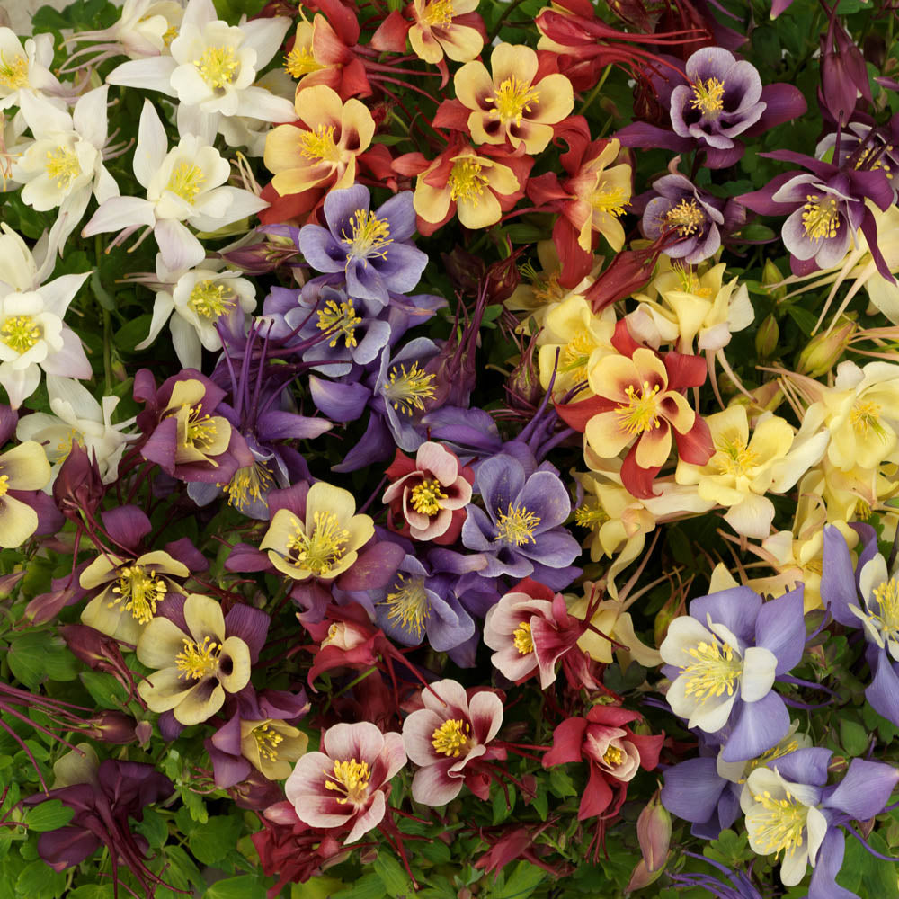 Aquilegia Earlybird Mix